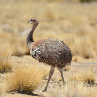 Lesser Rhea (1)